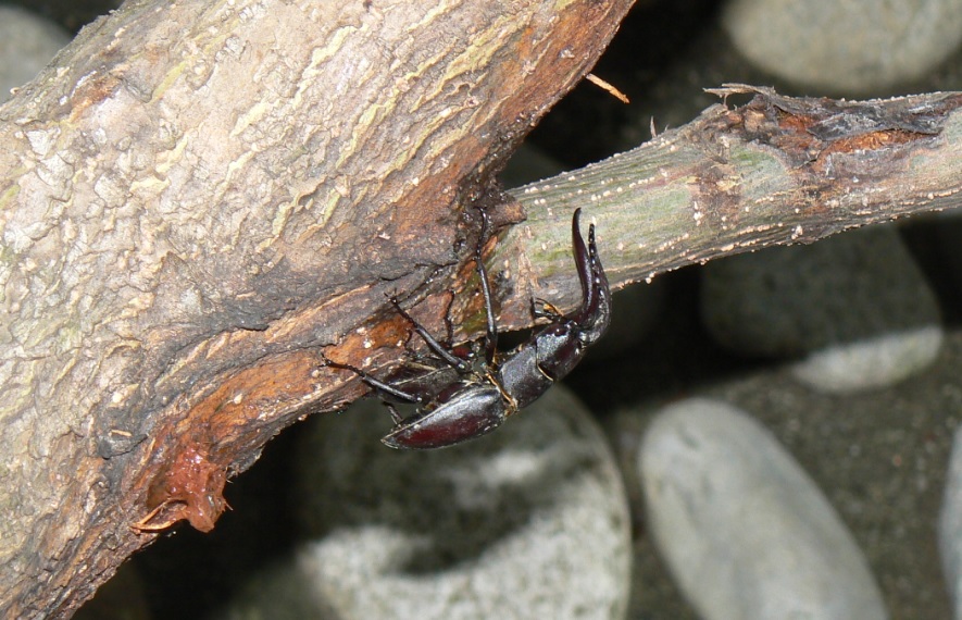 中州のヤナギ 奥_ノコギリクワガタのペア_2021年6月5日 5時50分頃 気温21度